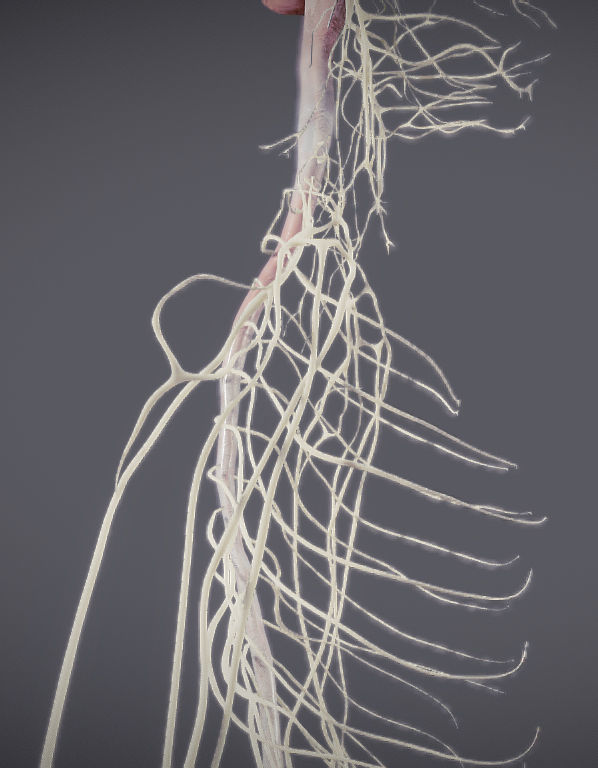 Nervous system and Dura matter Low-poly 3D model_5