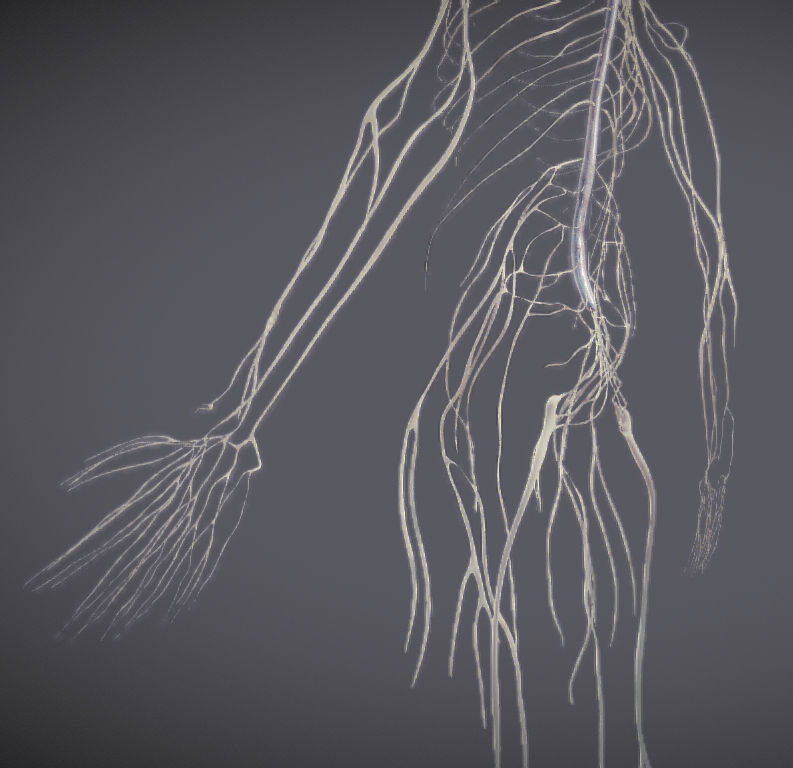 Nervous system and Dura matter Low-poly 3D model_13