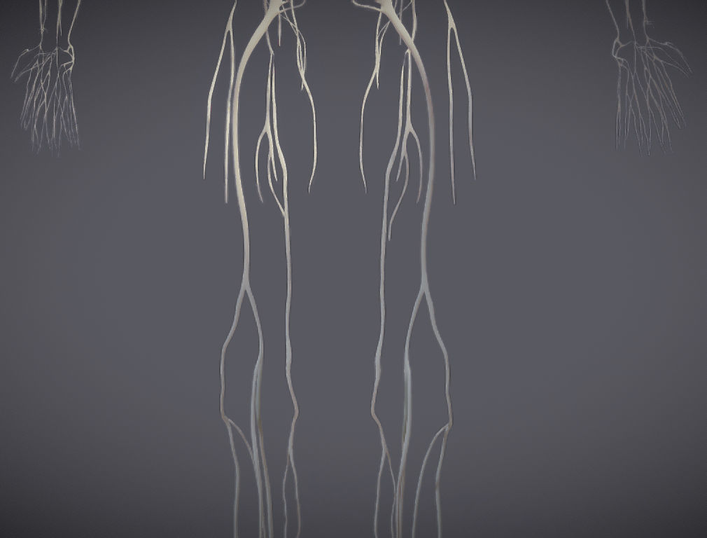 Nervous system and Dura matter Low-poly 3D model_18