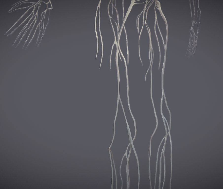 Nervous system and Dura matter Low-poly 3D model_17