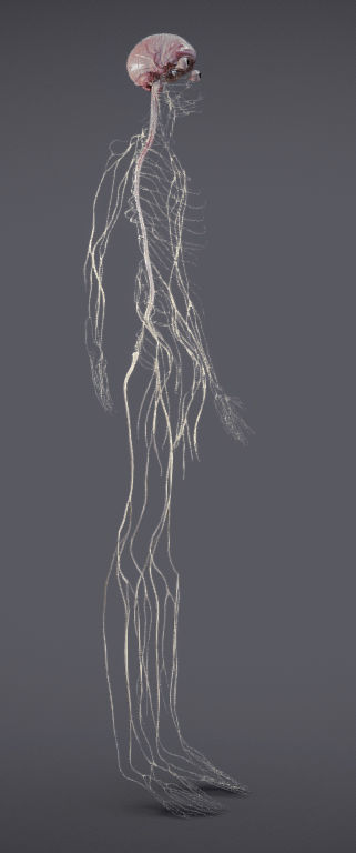 Nervous system and Dura matter Low-poly 3D model_30