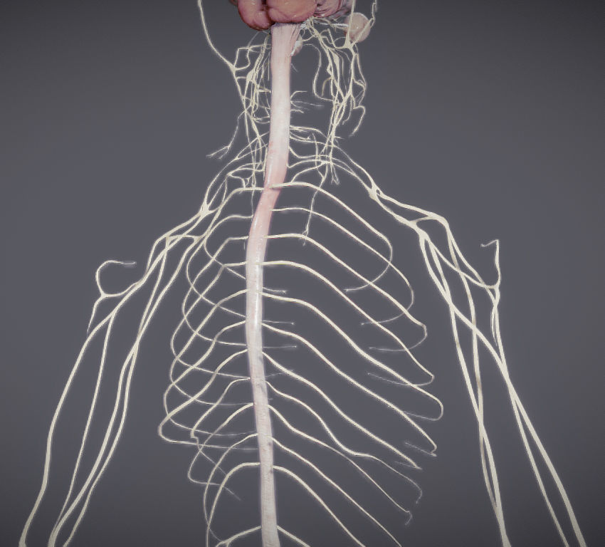 Nervous system and Dura matter Low-poly 3D model_8
