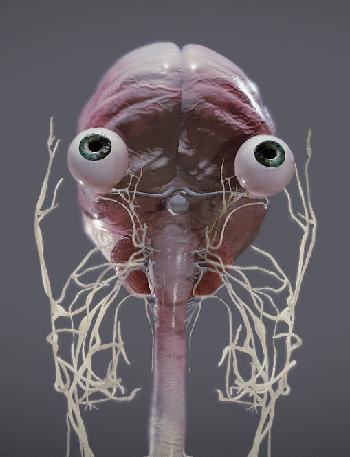 Nervous system and Dura matter Low-poly 3D model_24