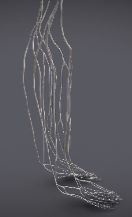 Nervous system and Dura matter Low-poly 3D model_20