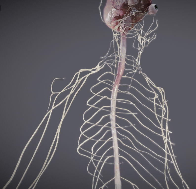 Nervous system and Dura matter Low-poly 3D model_6