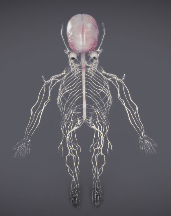 Nervous system and Dura matter Low-poly 3D model_34