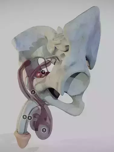 The Pelvis And Male Genital Organs