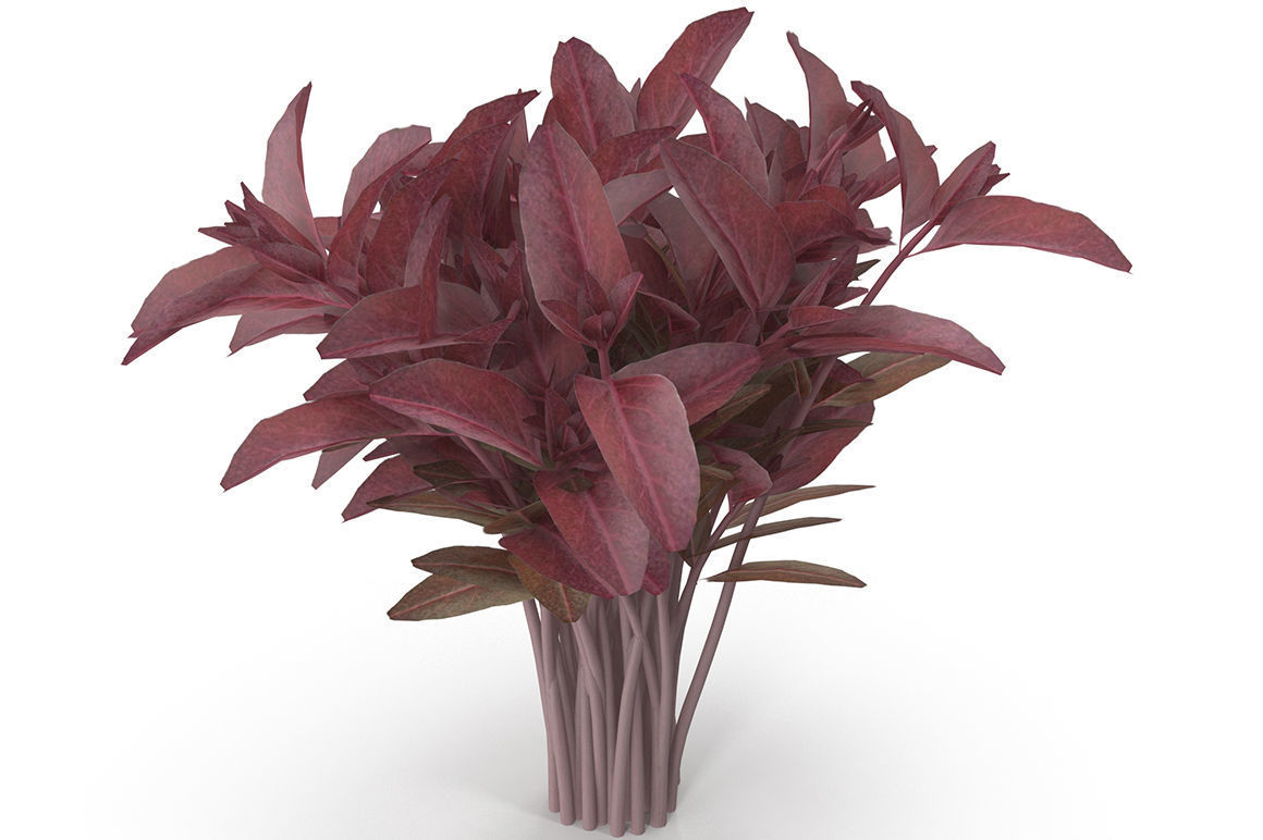 Set of bunches of herbs 3D model_15