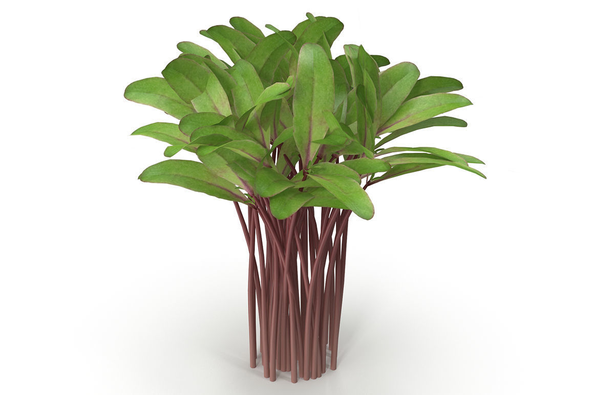 Set of bunches of herbs 3D model_9