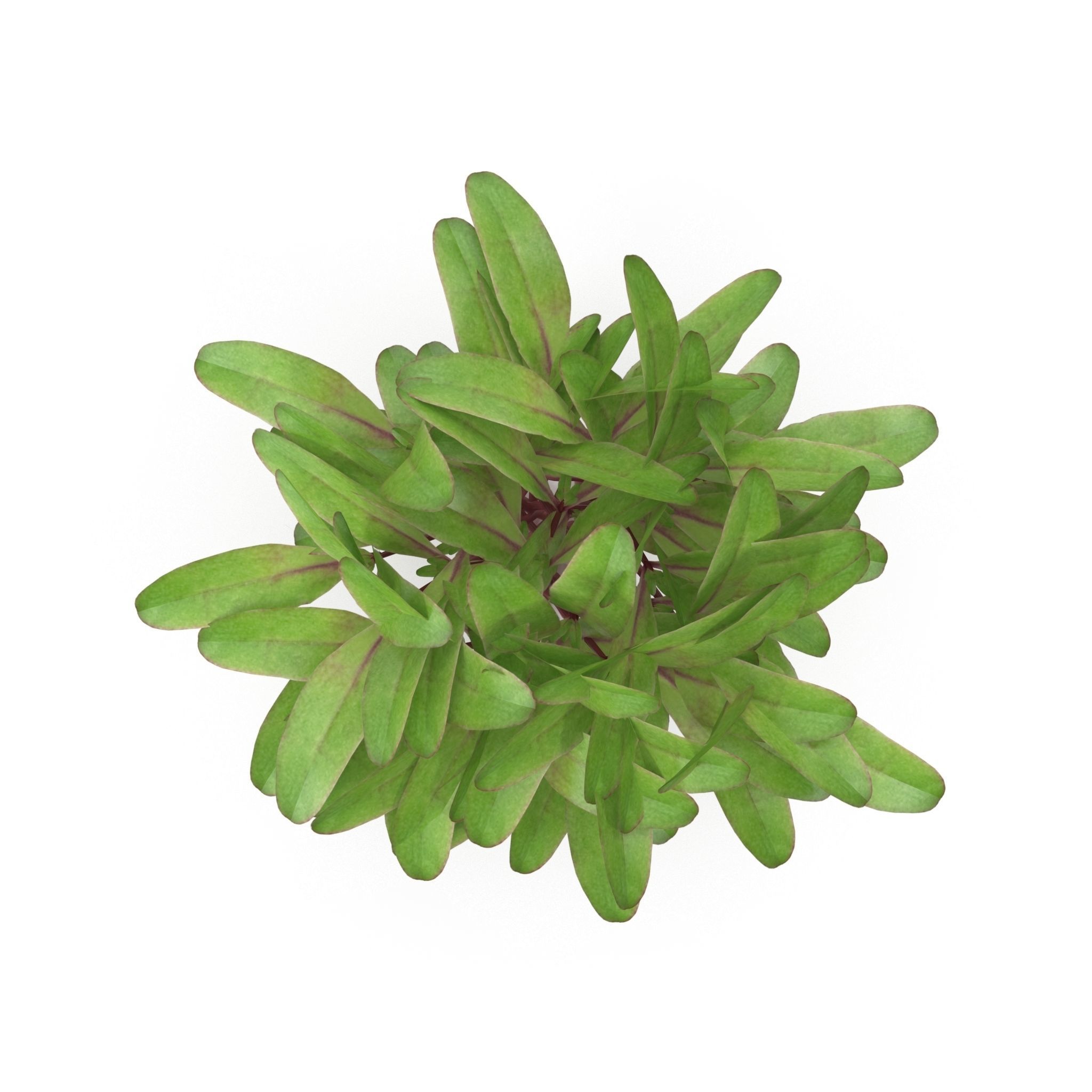 Set of bunches of herbs 3D model_35