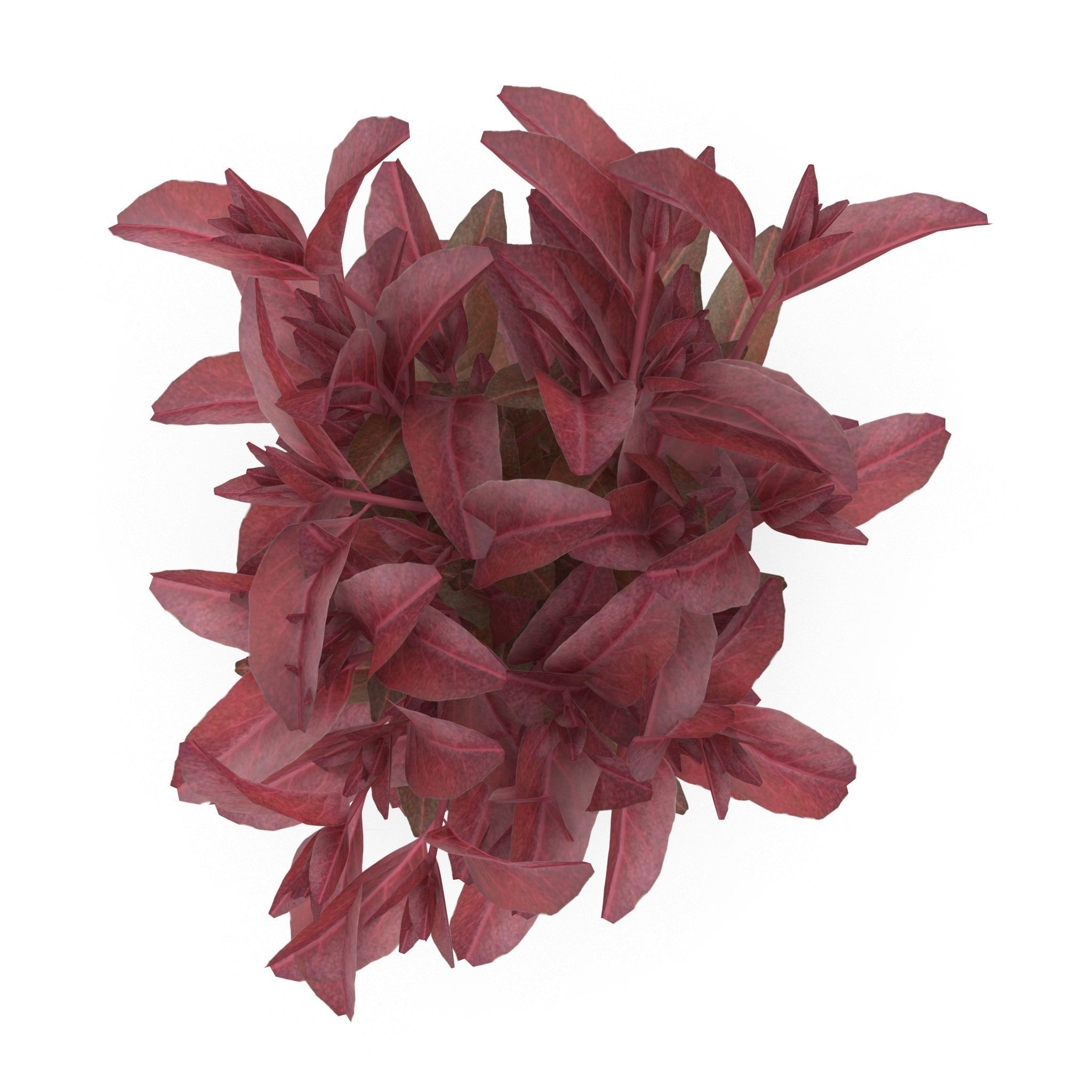 Set of bunches of herbs 3D model_7