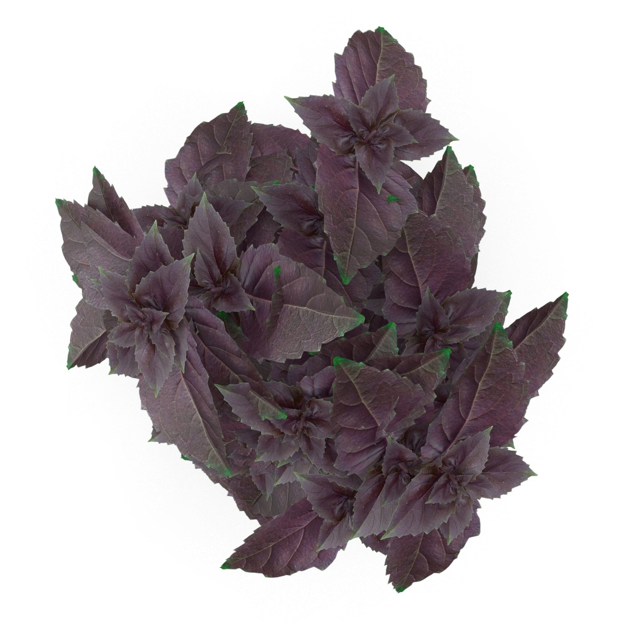 Set of bunches of herbs 3D model_6