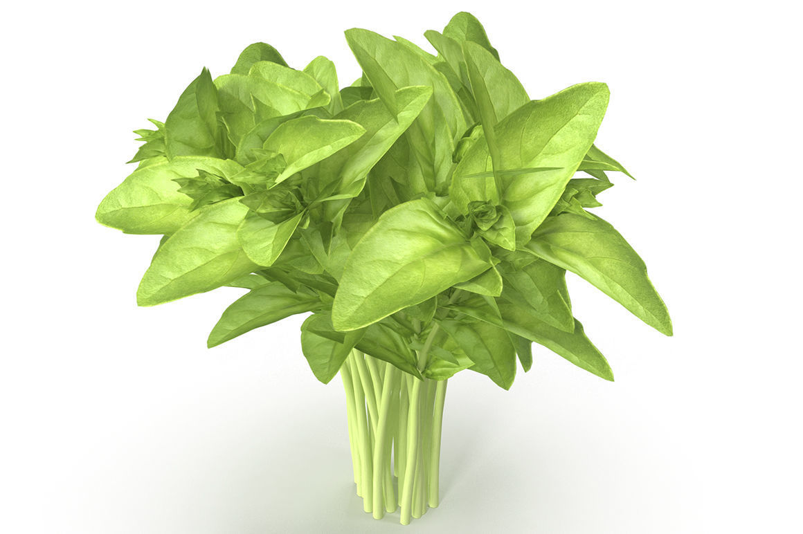 Set of bunches of herbs 3D model_12