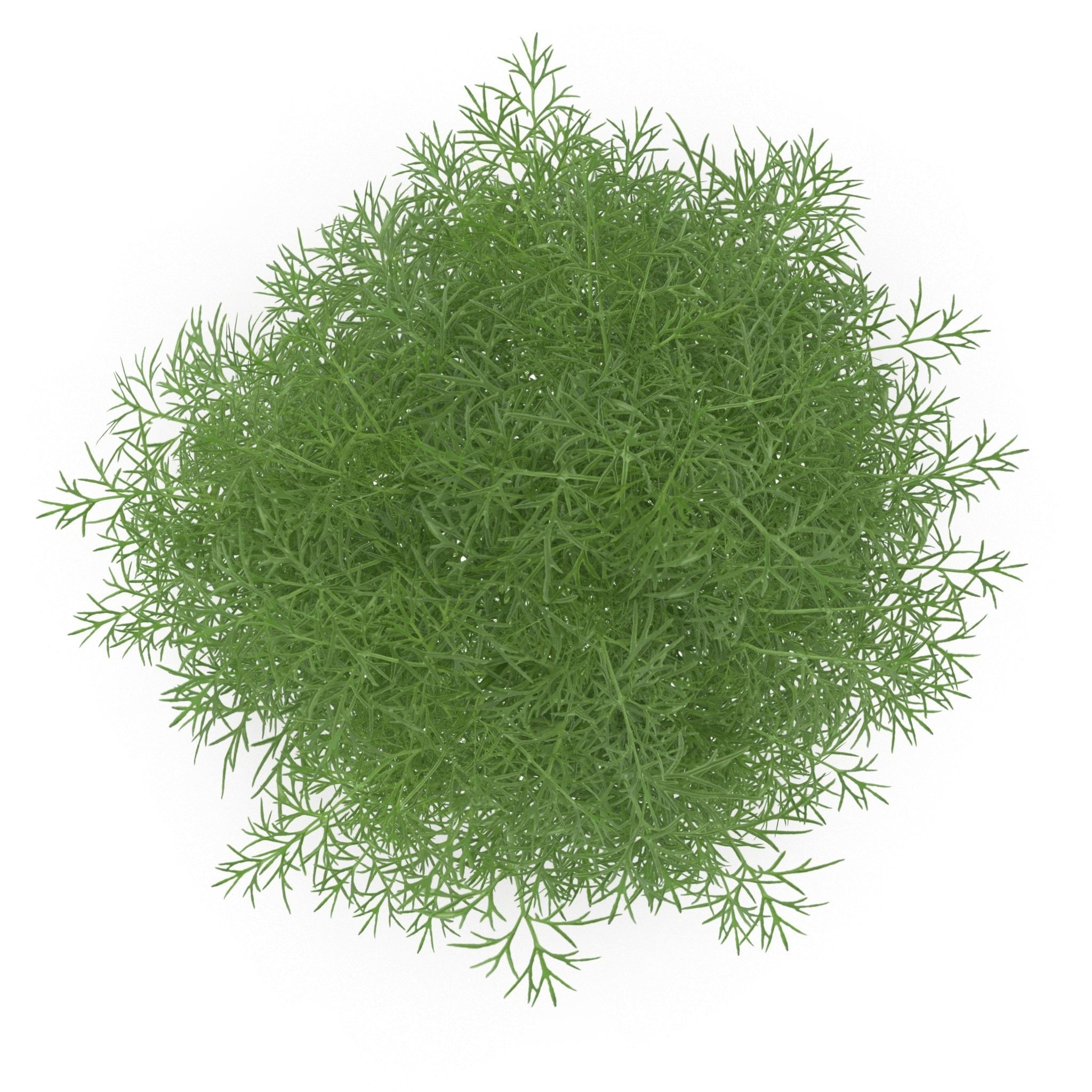 Set of bunches of herbs 3D model_4
