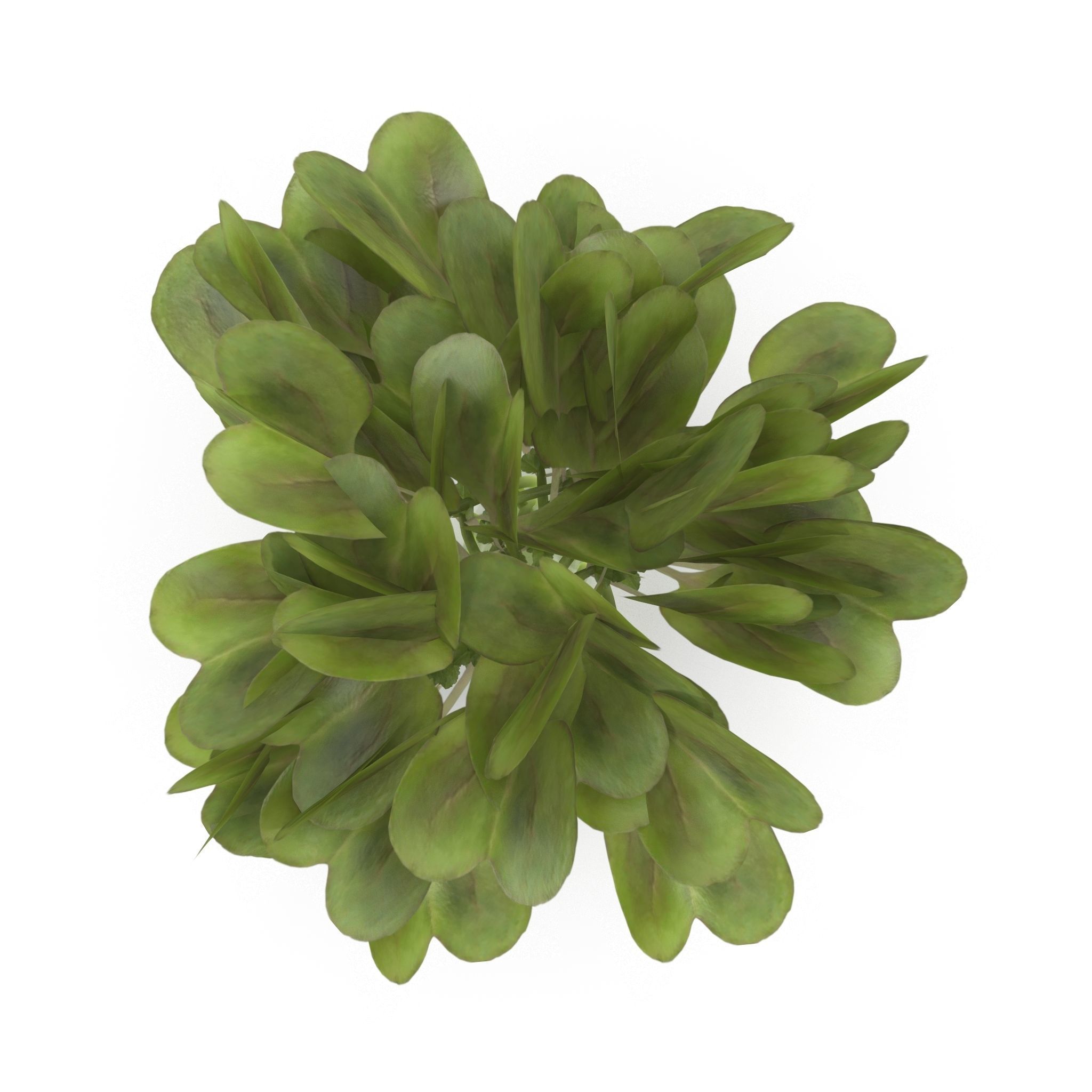 Set of bunches of herbs 3D model_3