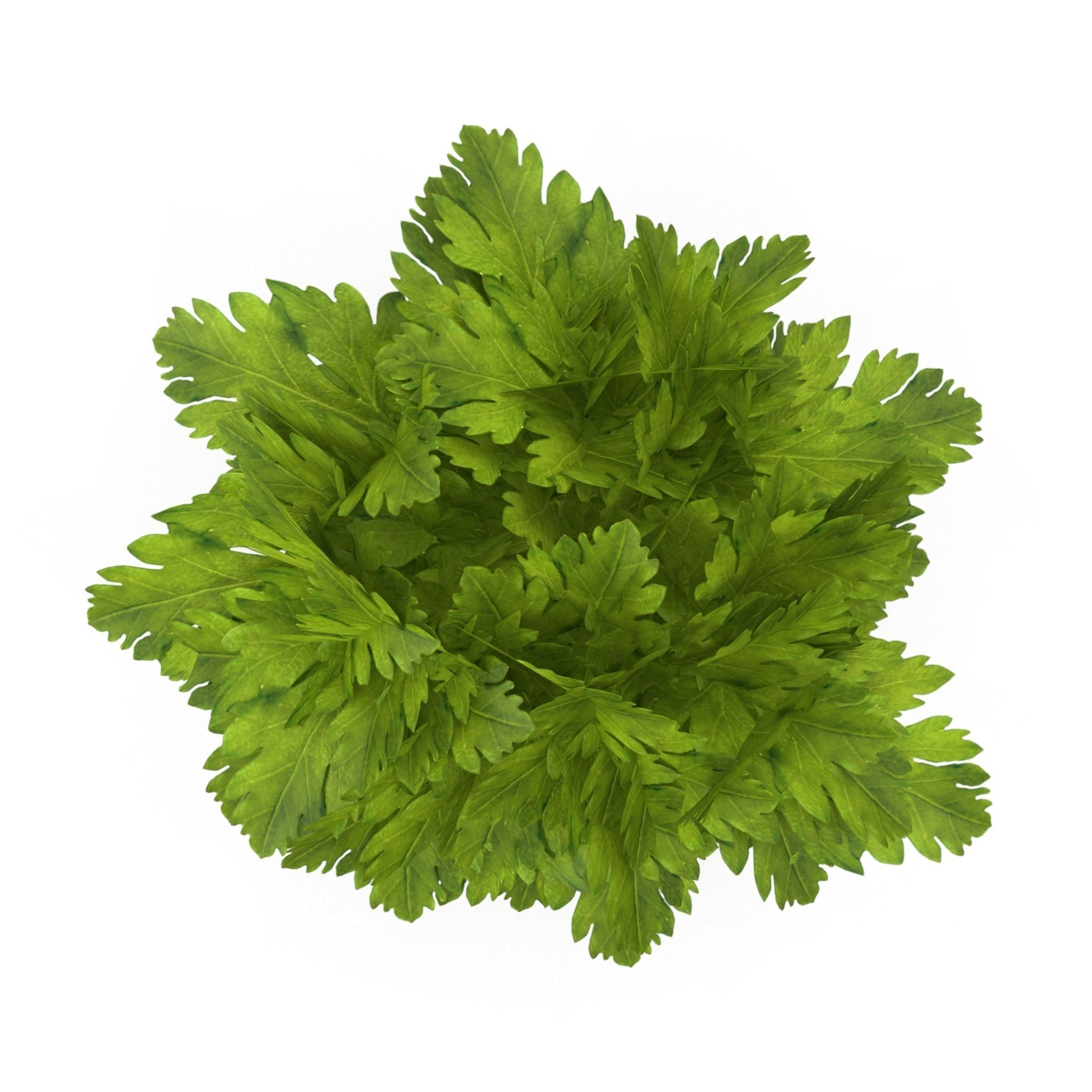 Set of bunches of herbs 3D model_1