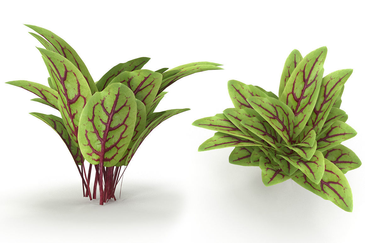 Set of bunches of herbs 3D model_10