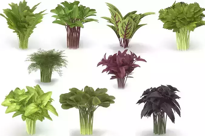 Set of bunches of herbs 3D model