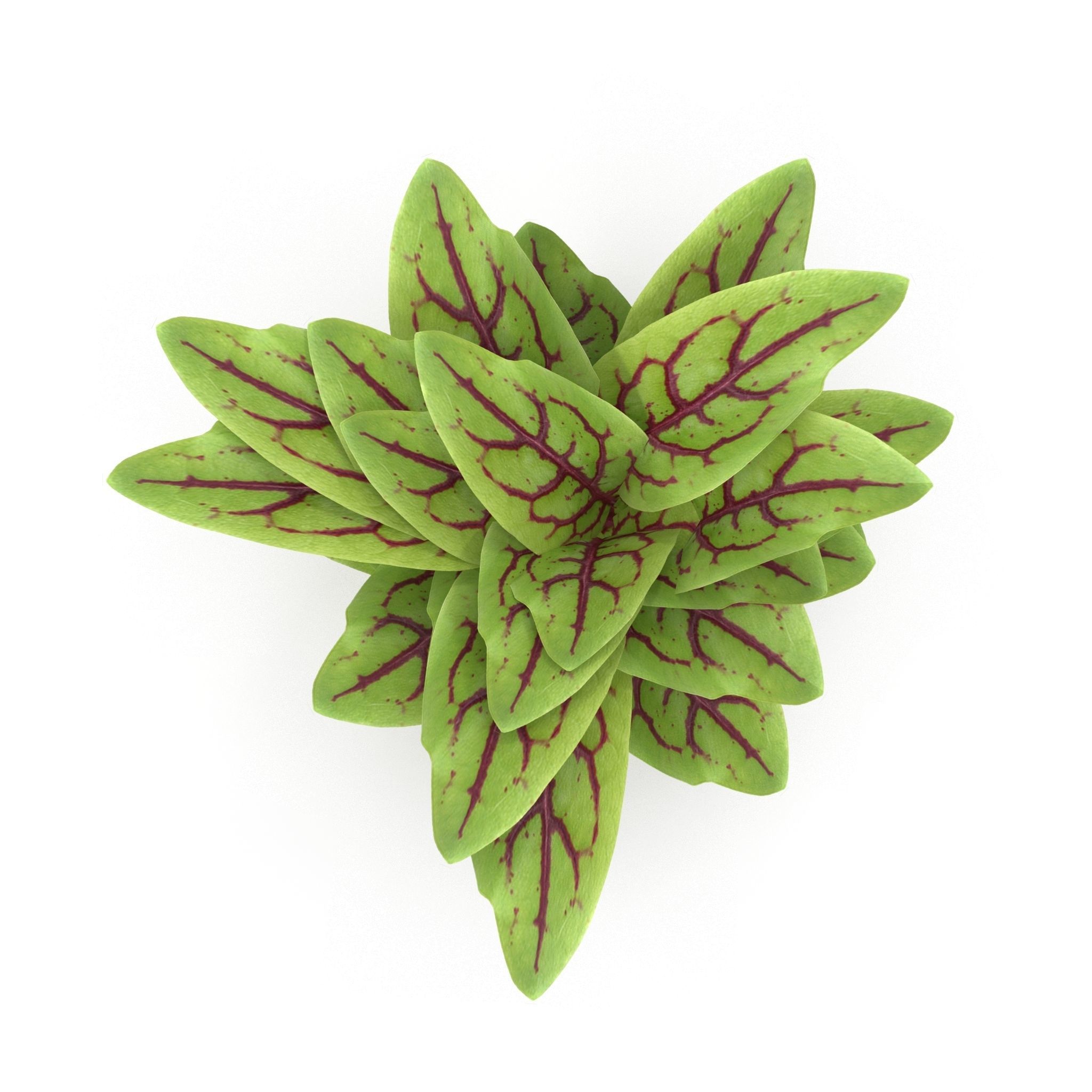 Set of bunches of herbs 3D model_36