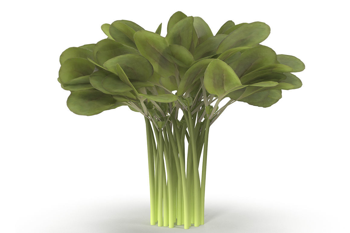 Set of bunches of herbs 3D model_13