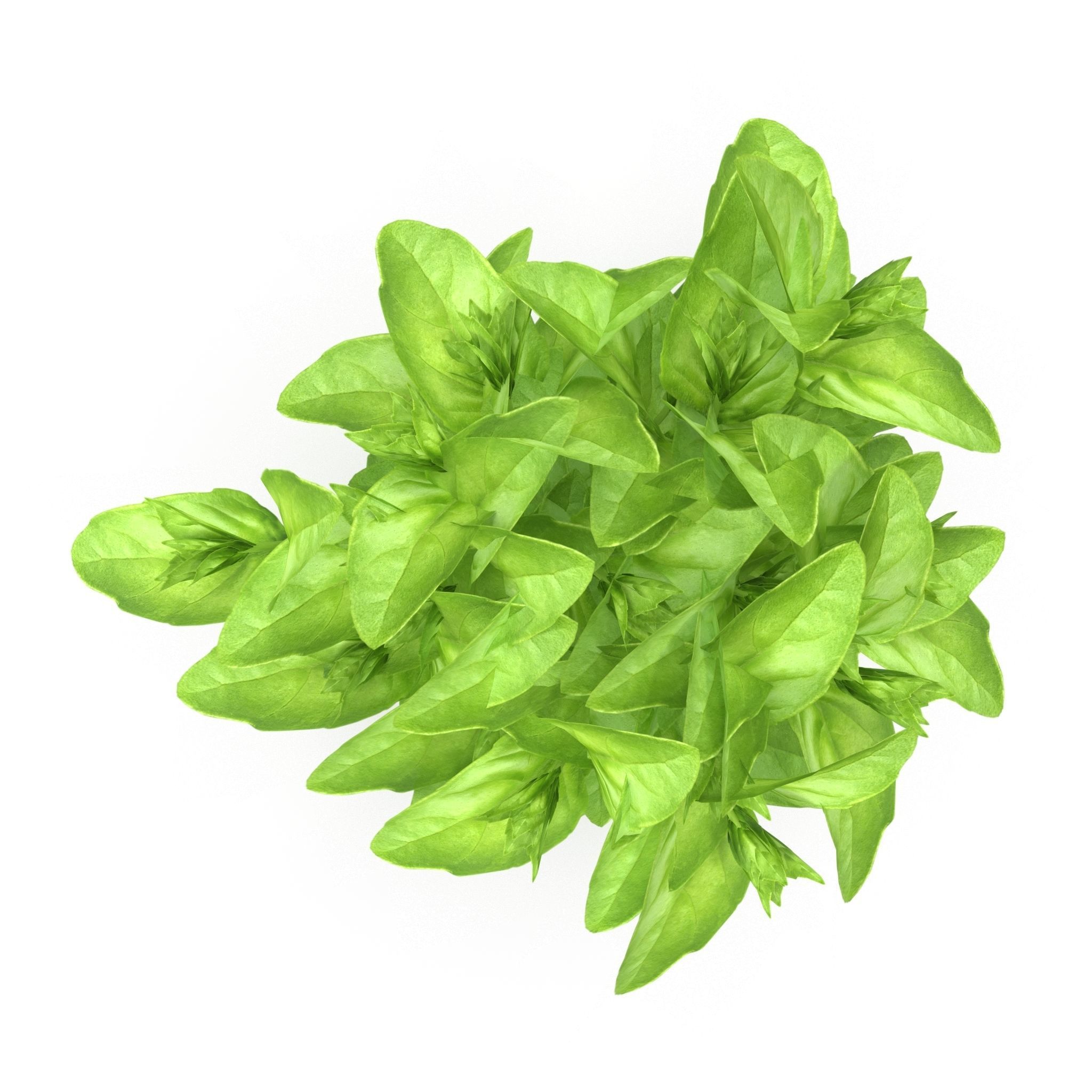 Set of bunches of herbs 3D model_2