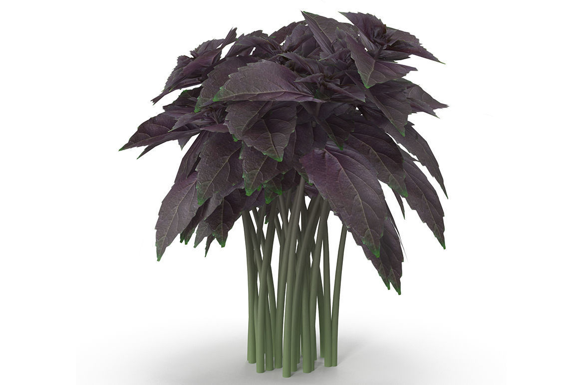 Set of bunches of herbs 3D model_14