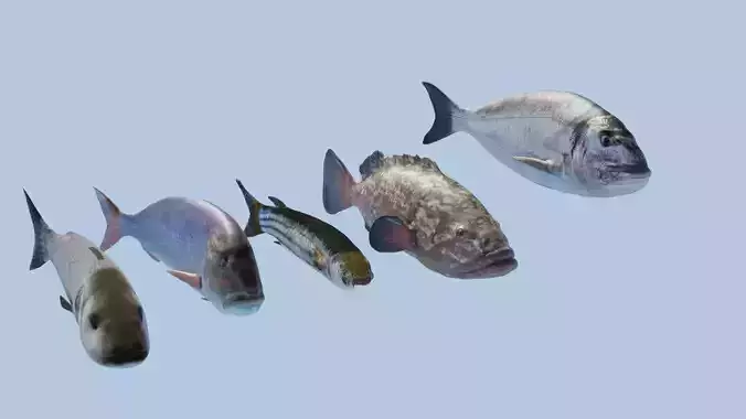  Collection of 5 photorealistic fishes animated 