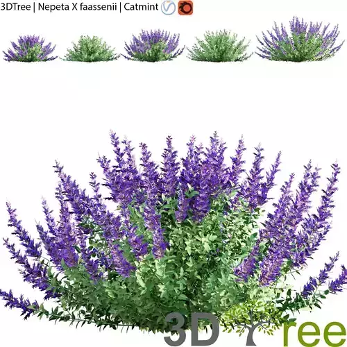 Nepeta faassenii - Catmint 3D model