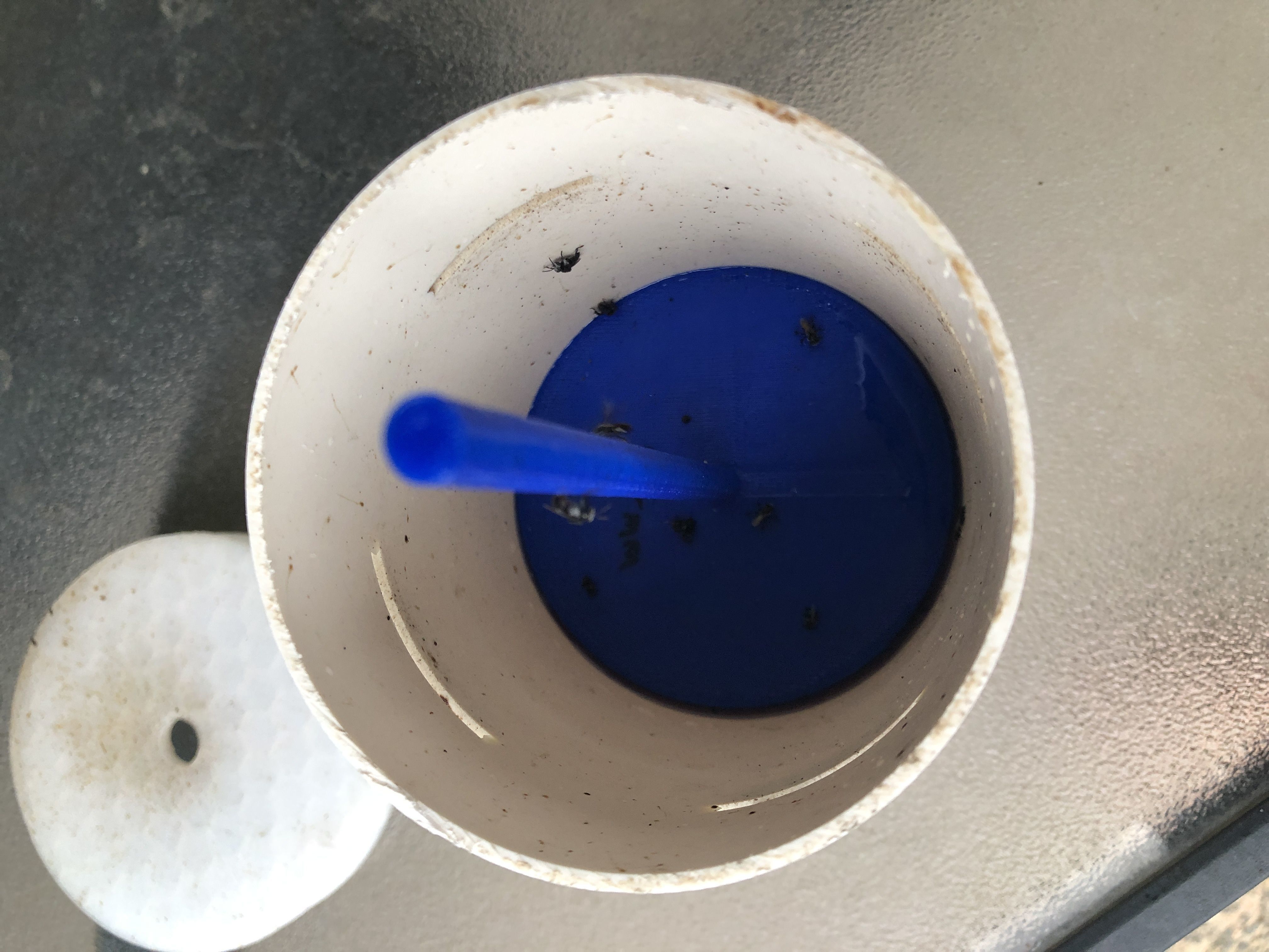 Native Stingless Bee feeder float Free 3D print model_1