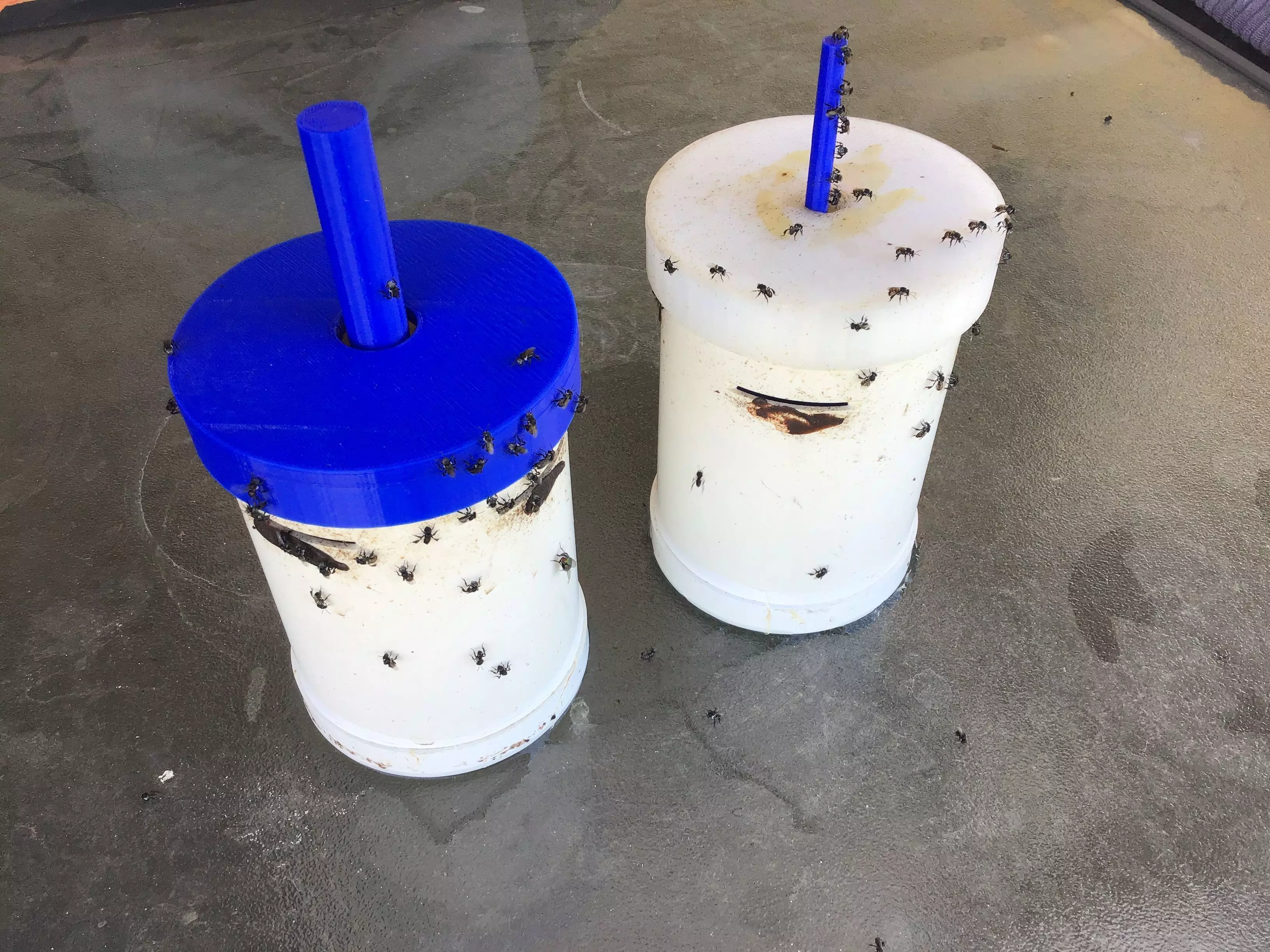 Native Stingless Bee feeder float Free 3D print model_0