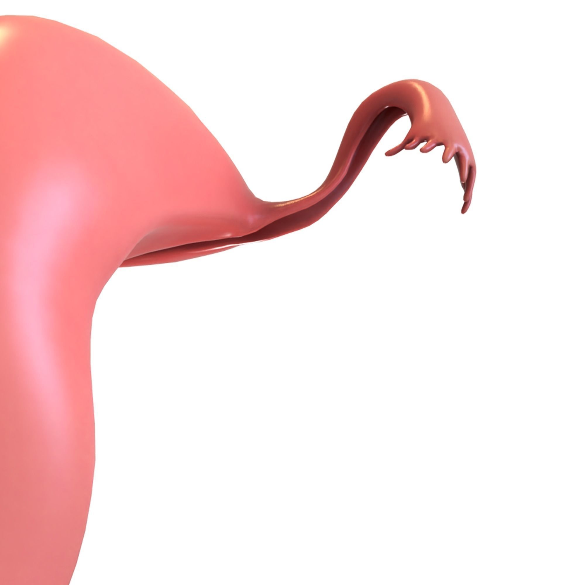 Female Reproductive System 3D model_3