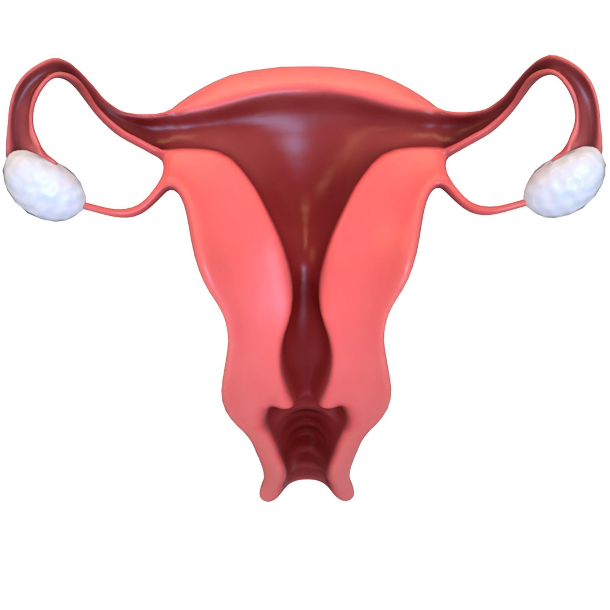 Female Reproductive System 3D model_6