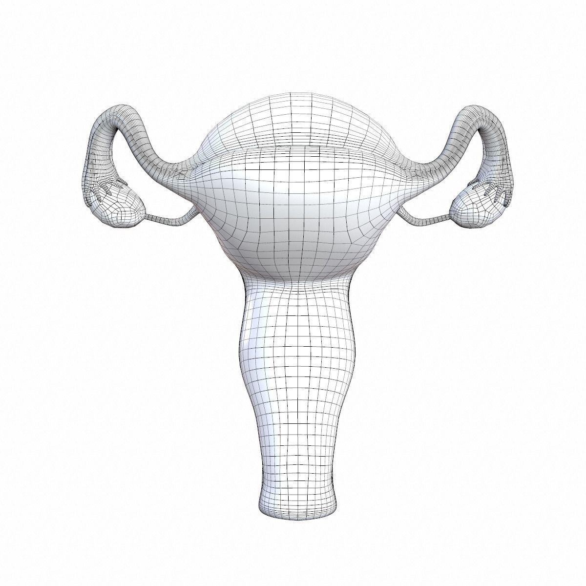 Female Reproductive System 3D model_14