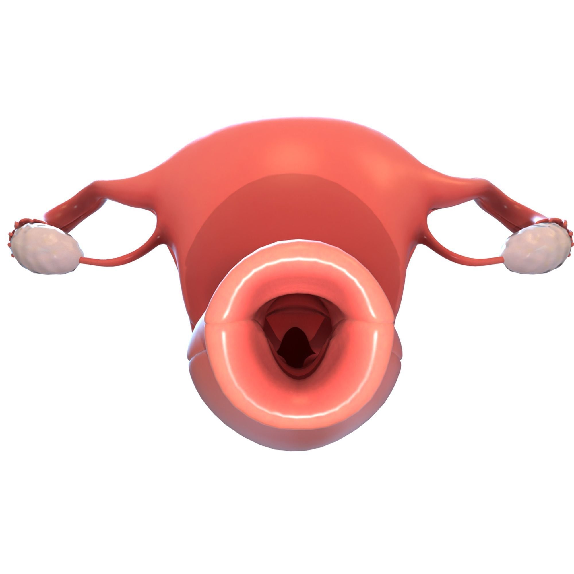 Female Reproductive System 3D model_11
