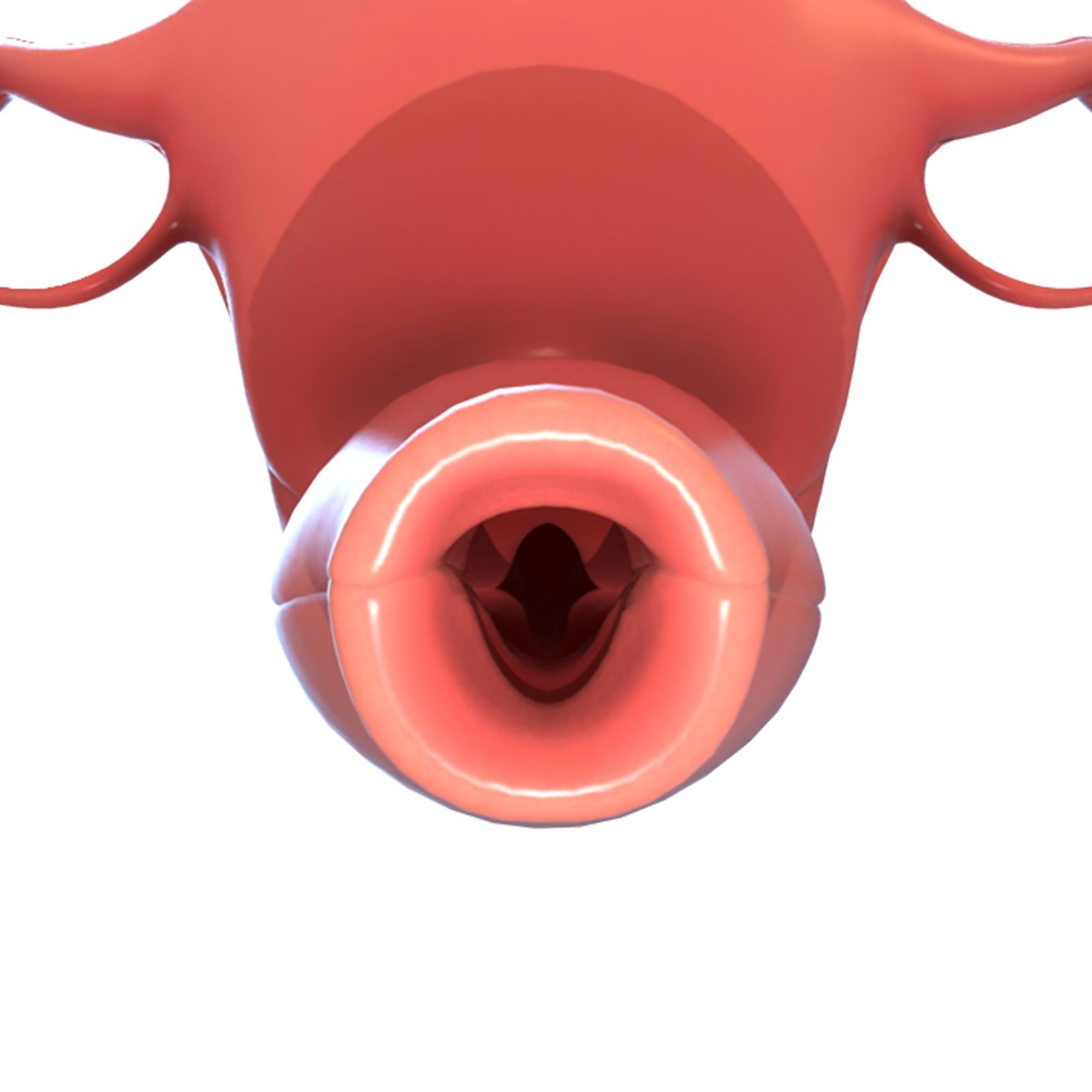 Female Reproductive System 3D model_1