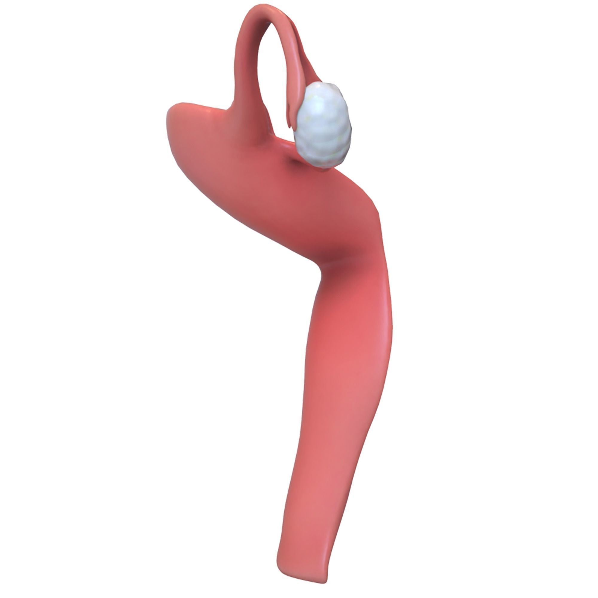 Female Reproductive System 3D model_8