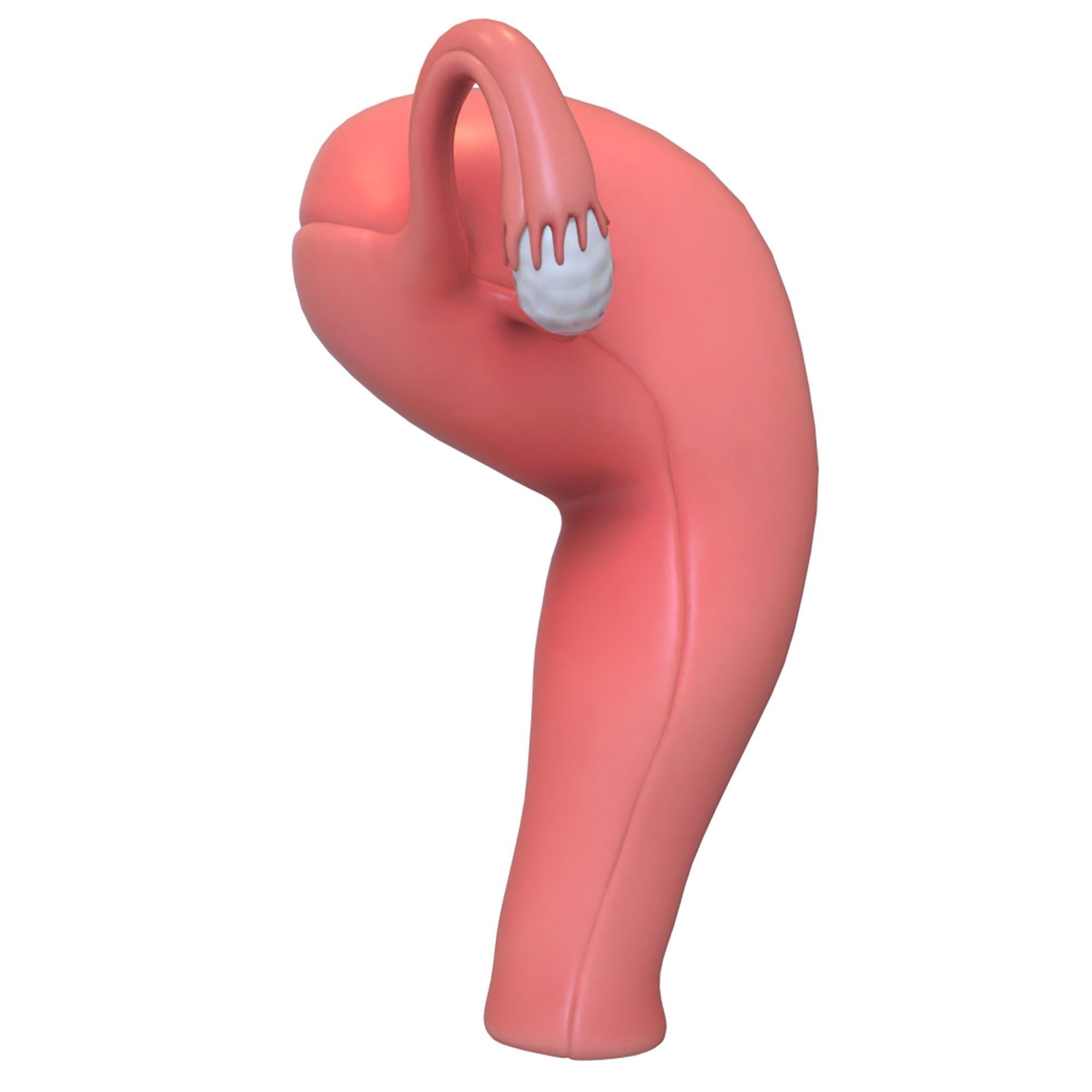 Female Reproductive System 3D model_7