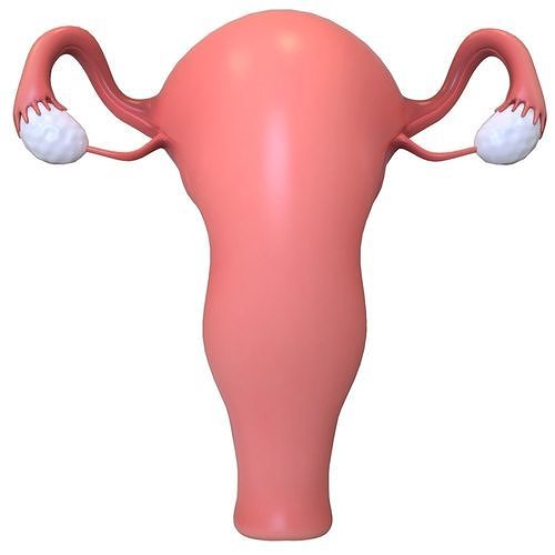 Female Reproductive System 3D model