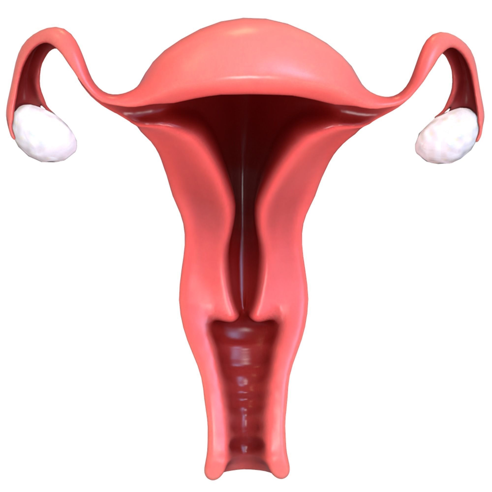 Female Reproductive System 3D model_9