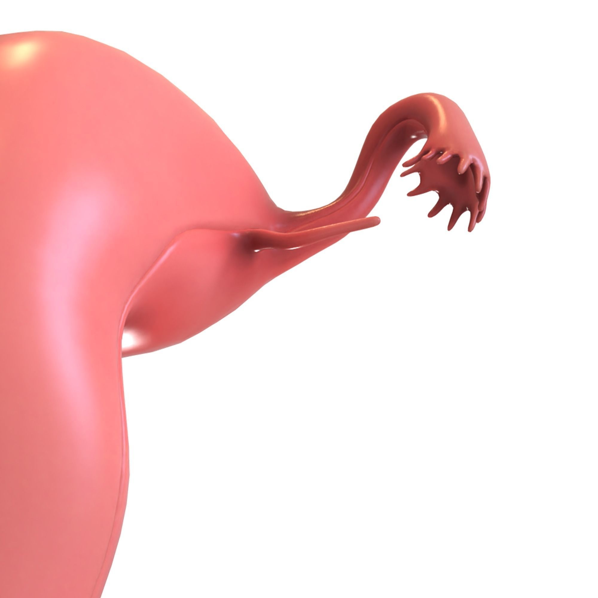 Female Reproductive System 3D model_2