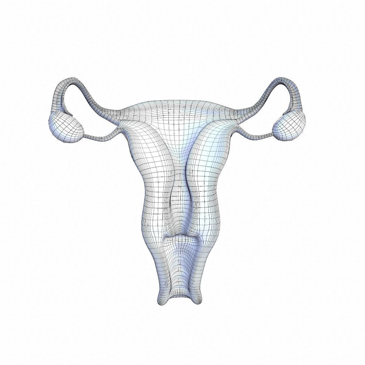 Female Reproductive System 3D model_12