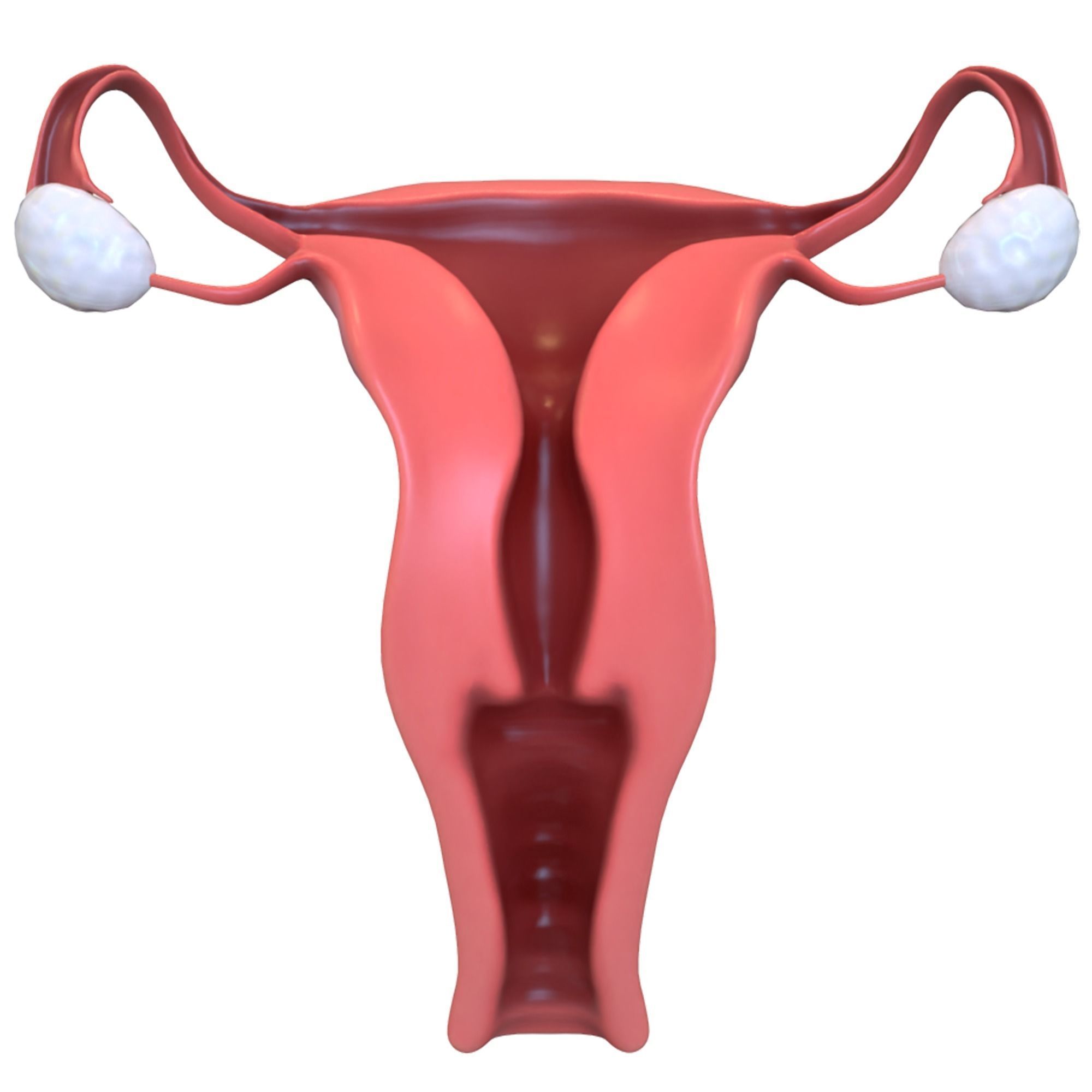 Female Reproductive System 3D model_5