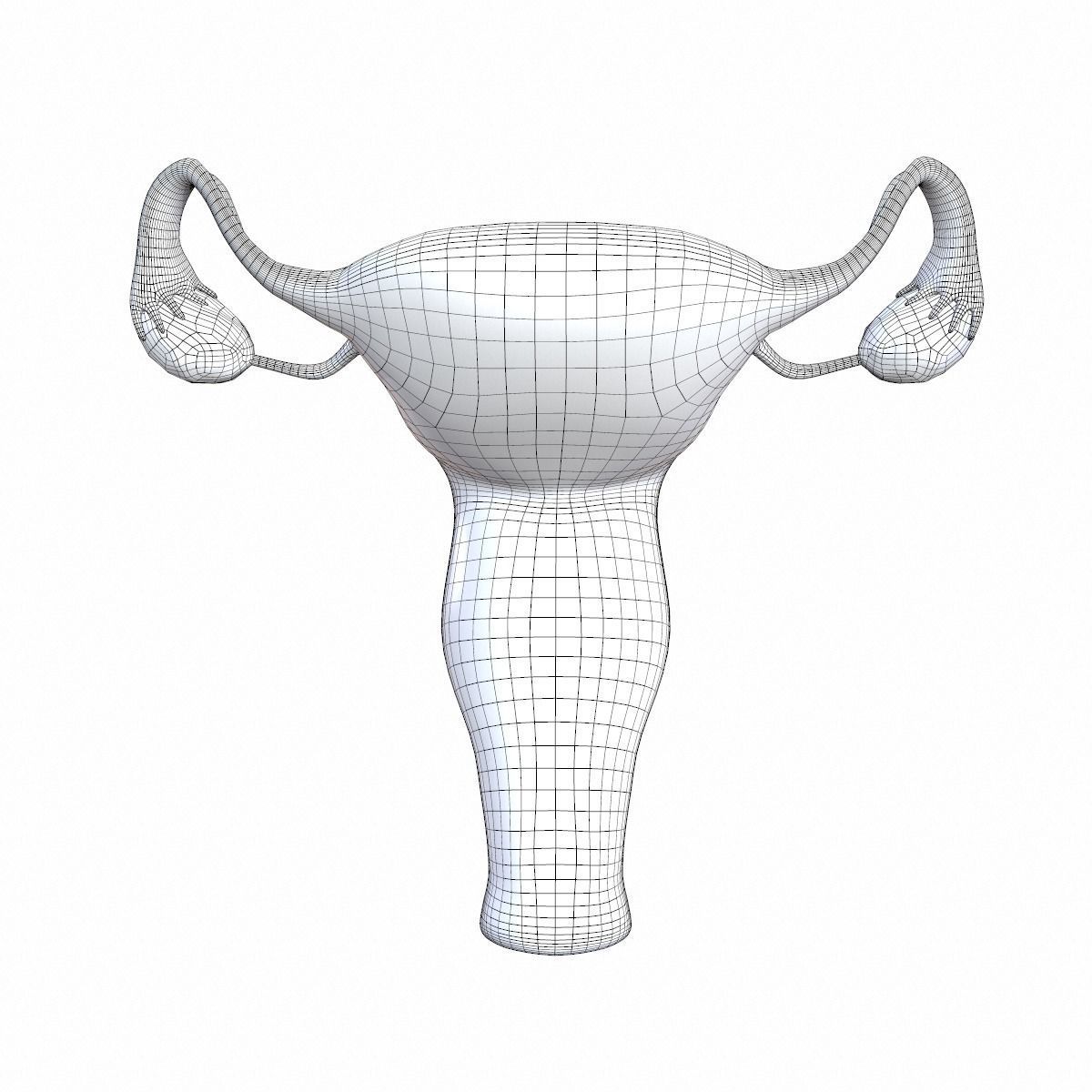 Female Reproductive System 3D model_15