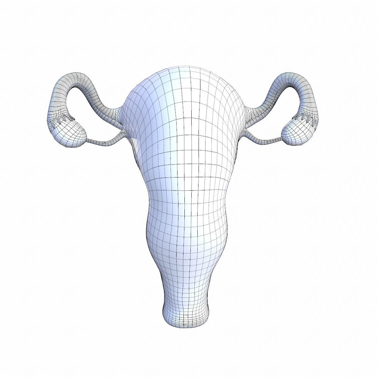 Female Reproductive System 3D model_13