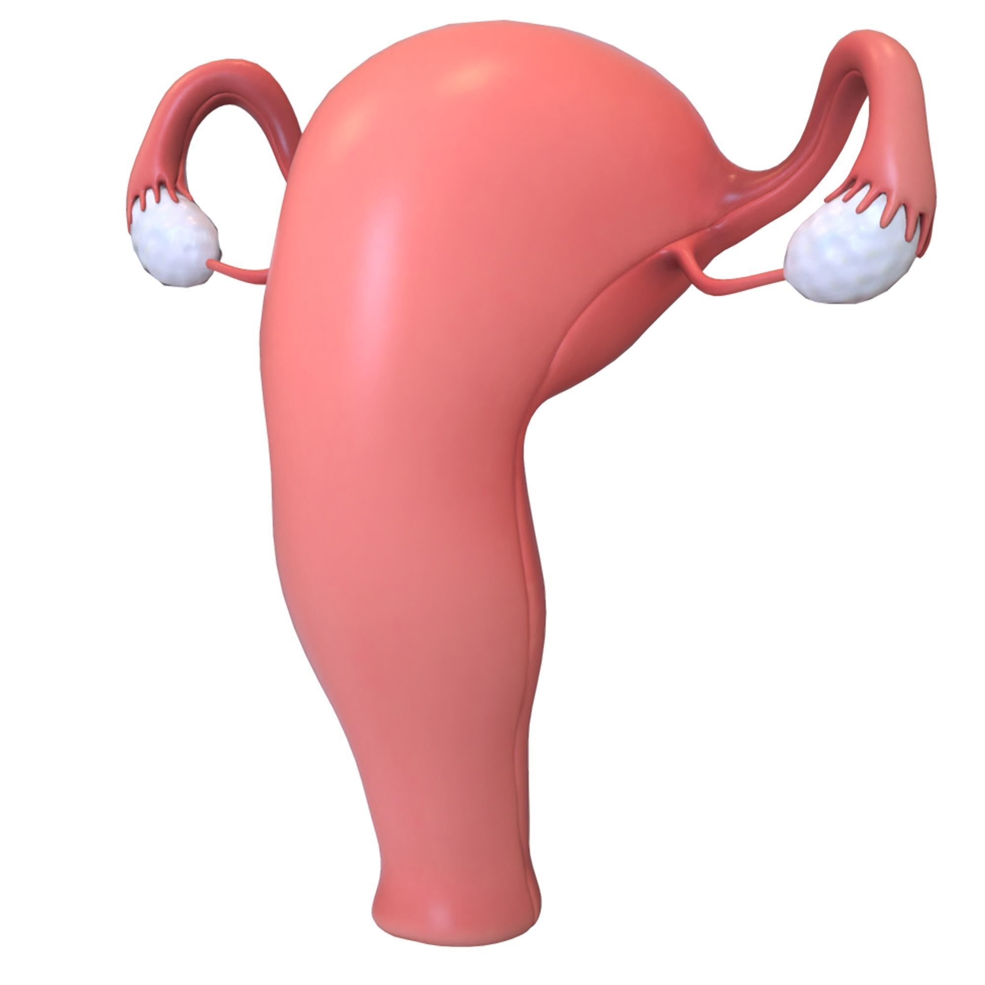 Female Reproductive System 3D model_10