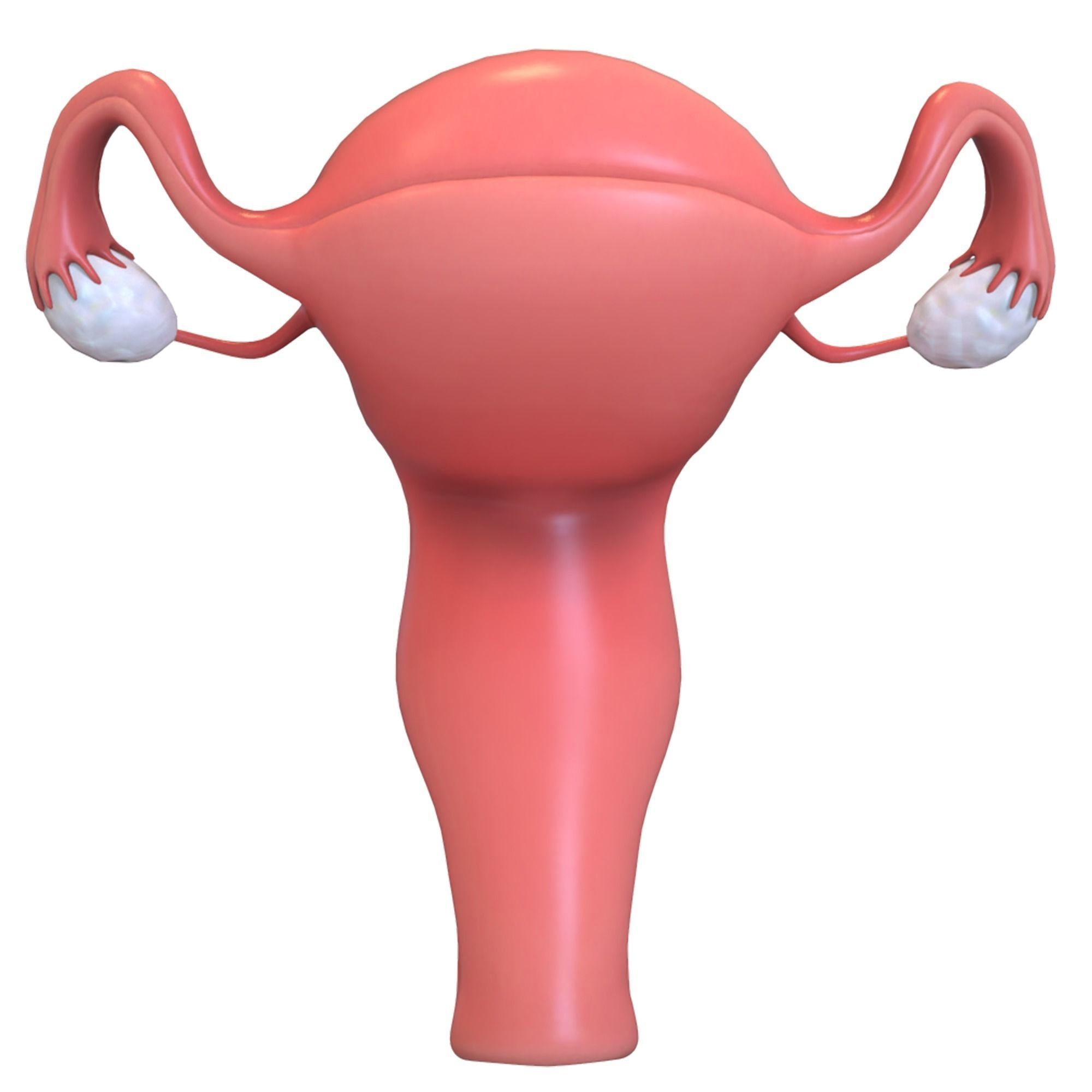 Female Reproductive System 3D model_4