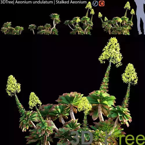 Aeonium undulatum - Stalked Aeonium