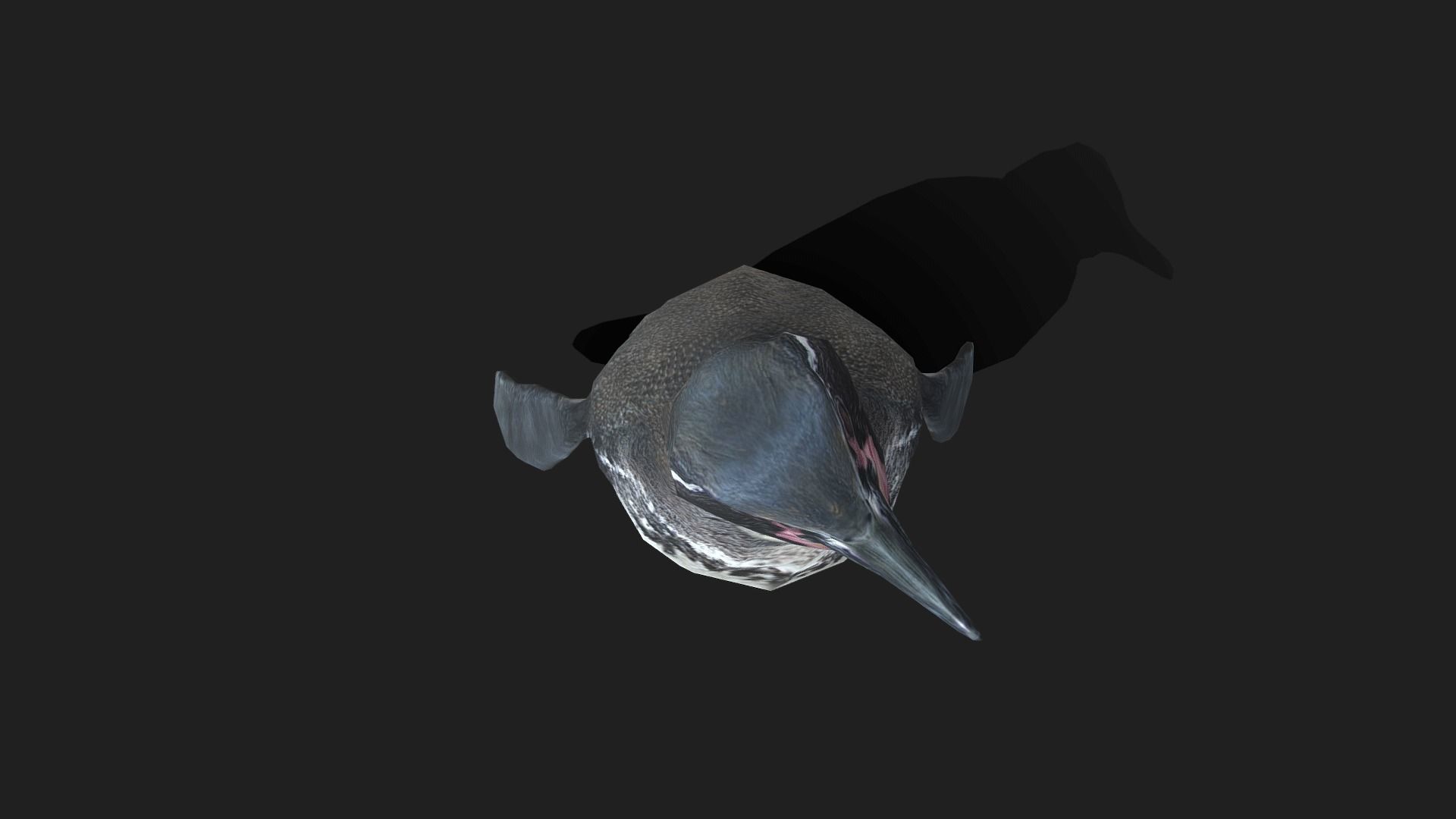 Galapagos Penguin - Animated Low-poly 3D model_15