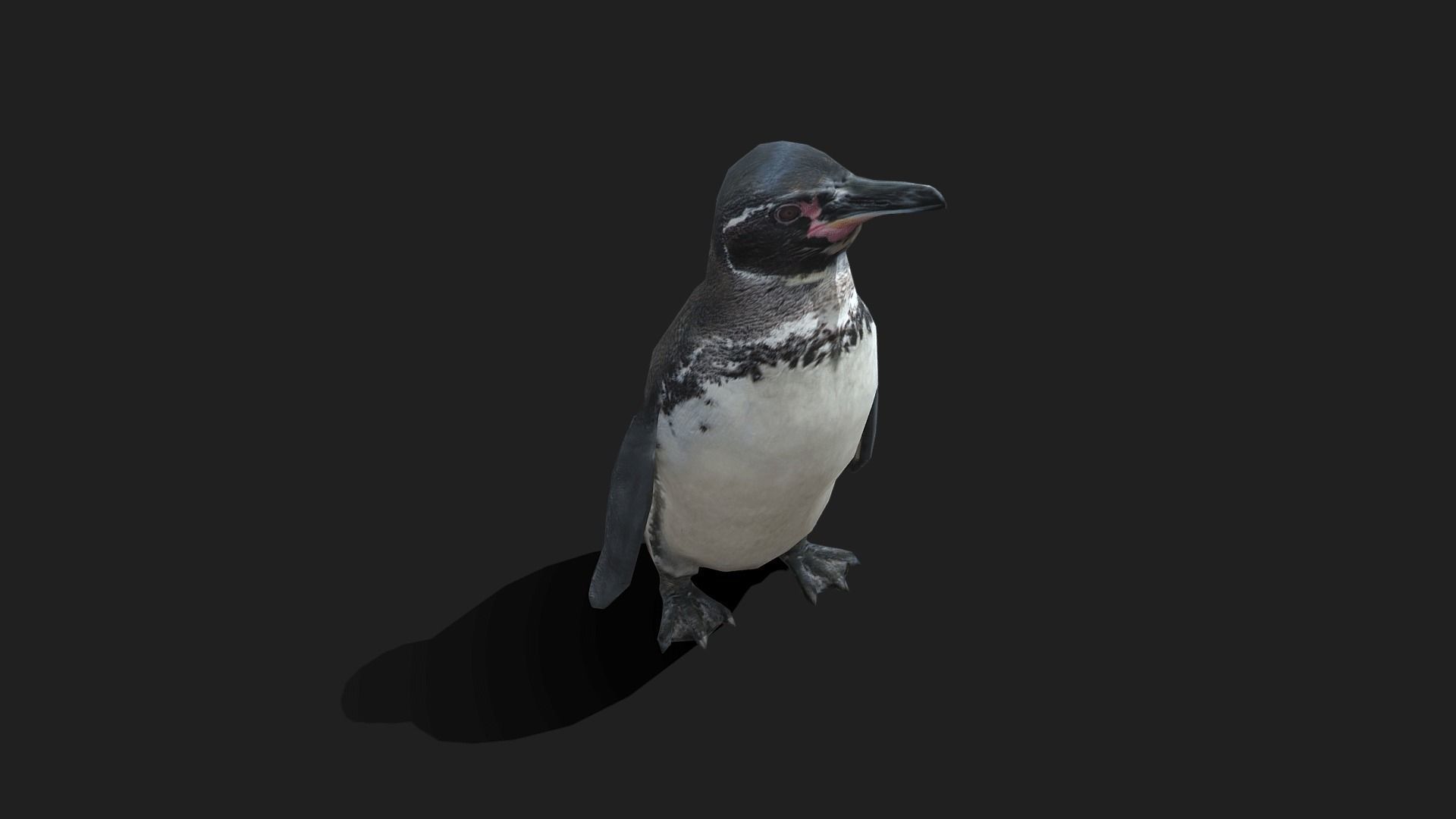 Galapagos Penguin - Animated Low-poly 3D model_11