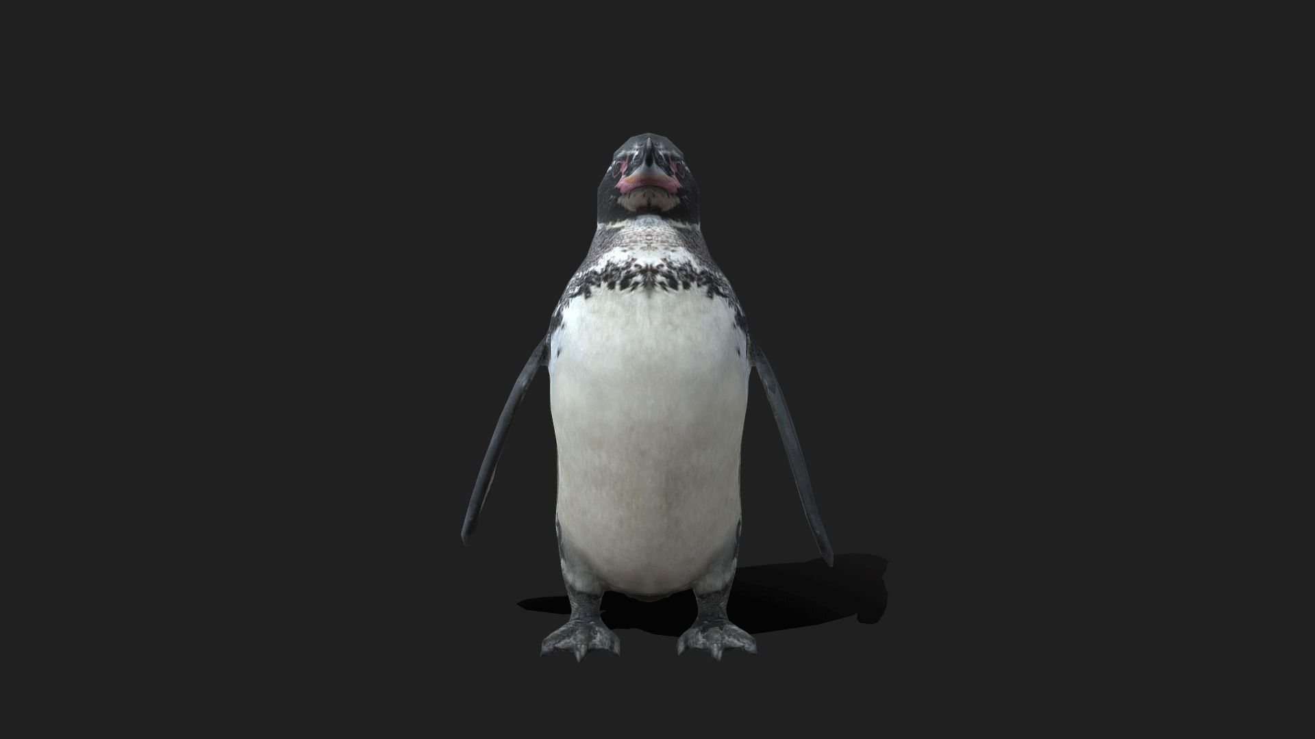 Galapagos Penguin - Animated Low-poly 3D model_21
